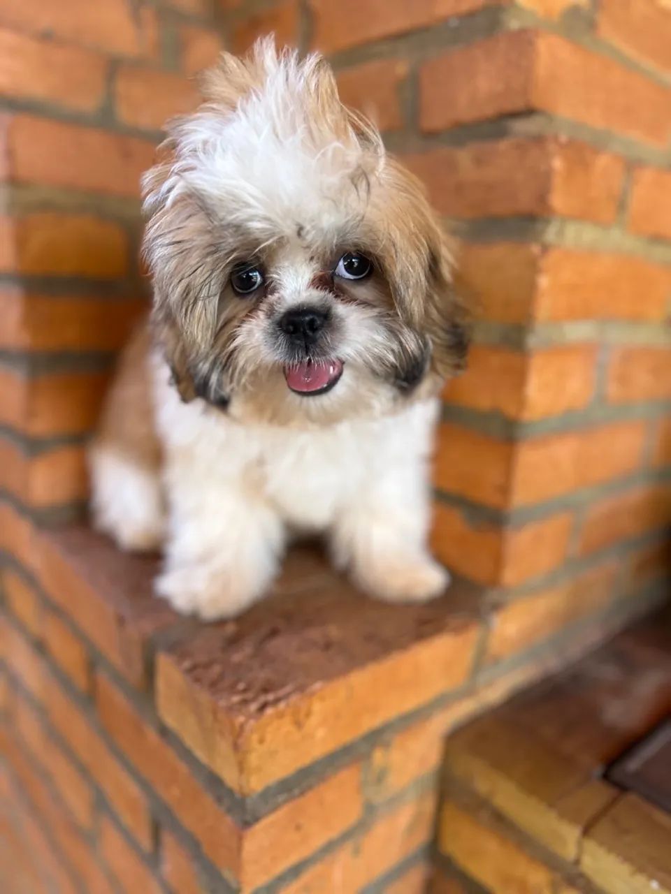 Filhote Shih Tzu fêmea  - Foto 2