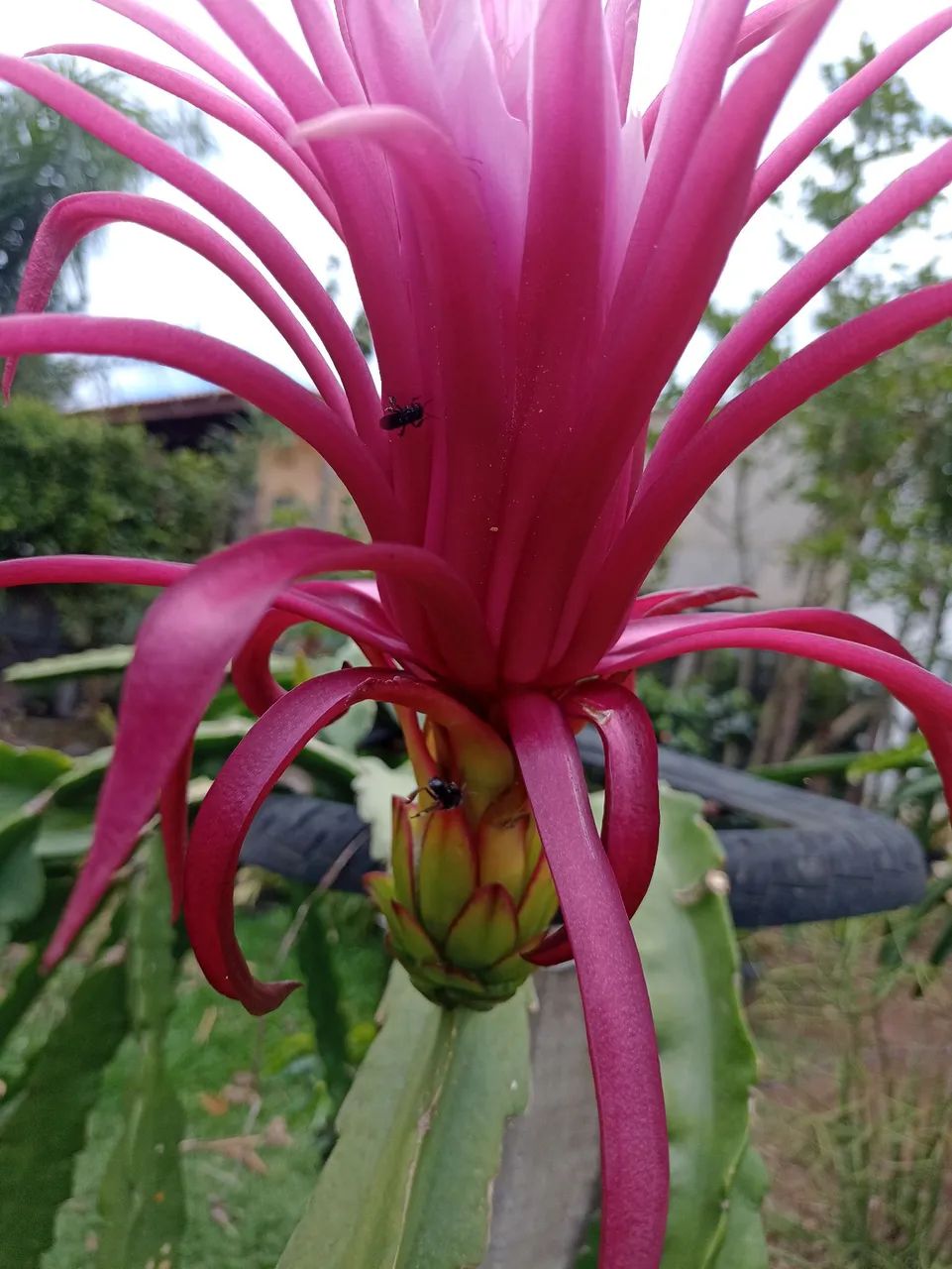 MUDA PITAYA FLOR PINK  - Foto 2
