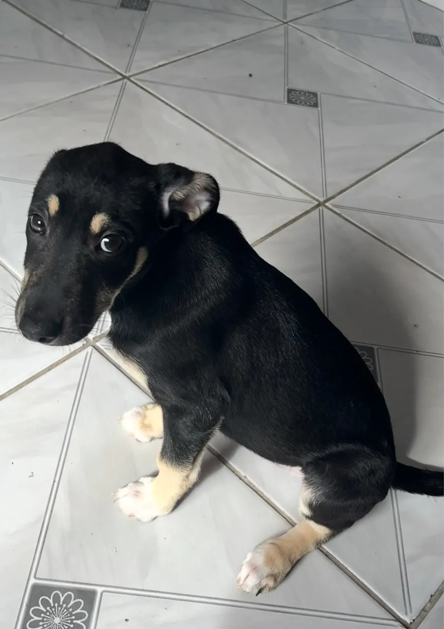 Filhote de porte médio, lindo e carinhoso!