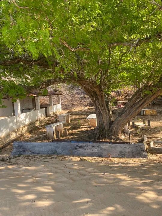 Propriedade na beira do rio São Francisco Traipu/Gararu - Foto 7