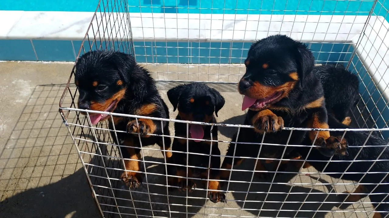 Filhotes de Rottweiler - linhagem pura!