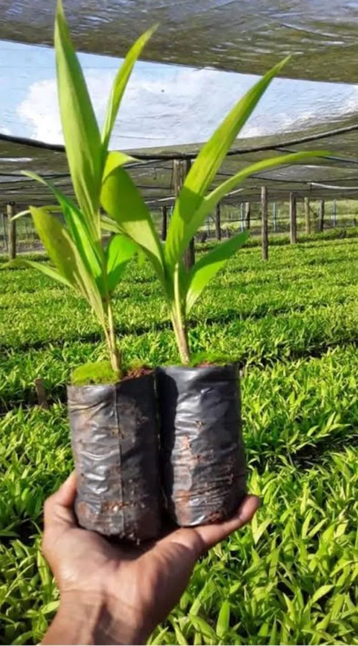 Mudas de Pupunha da Gorda