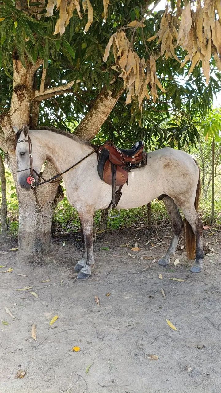 Cavalo Marcha Picada 7 anos - Foto 6