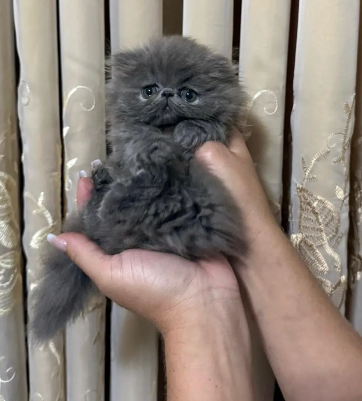 Filhote de Persa - Foto 5