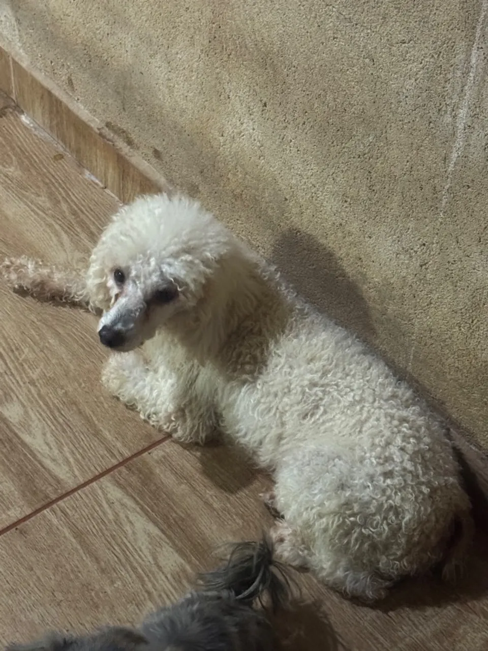 Poodle no cio
