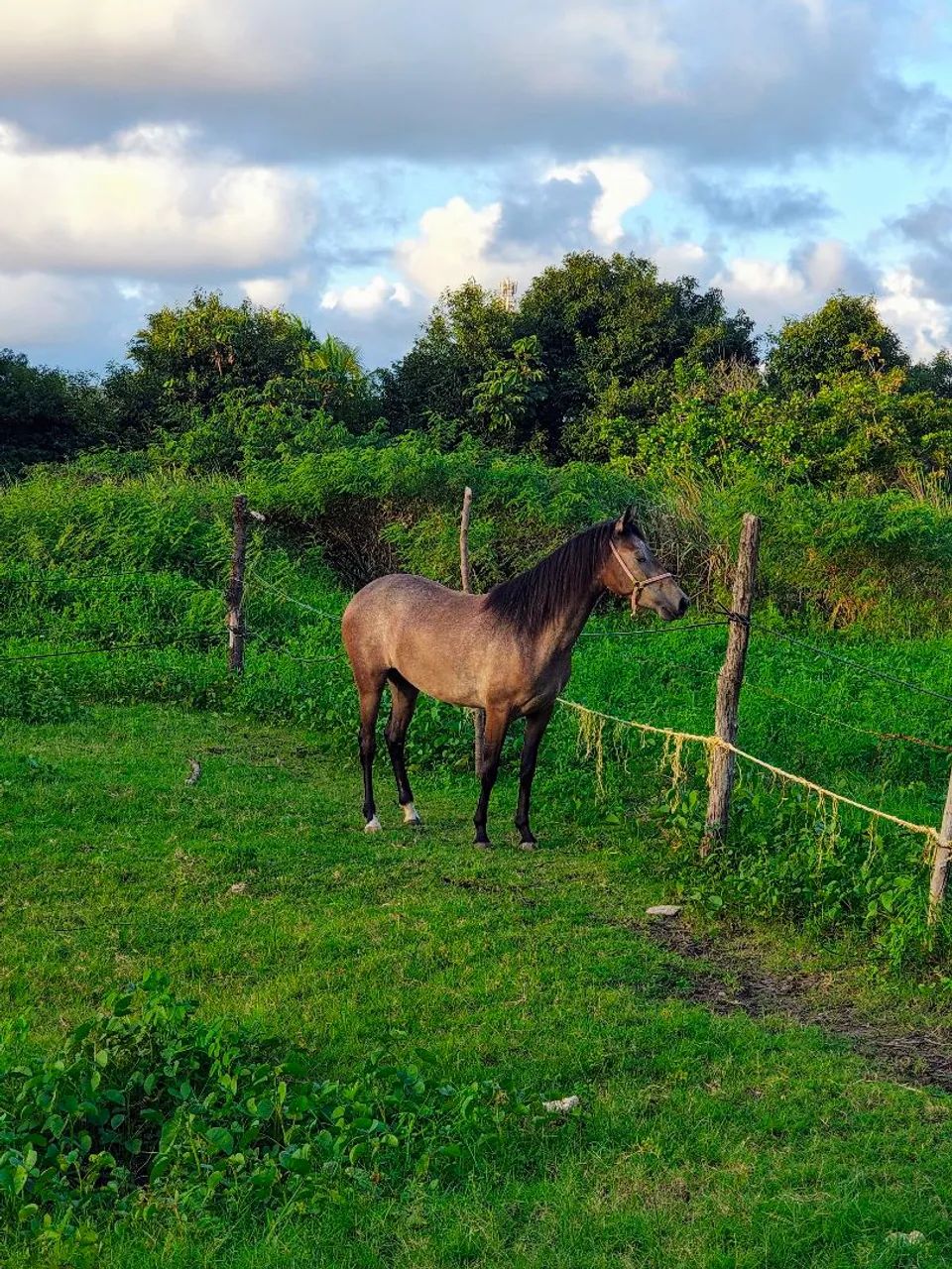 Pra vender rápido!! PORDA MANGALARGA 2 anos 1 muda muito dócil!!