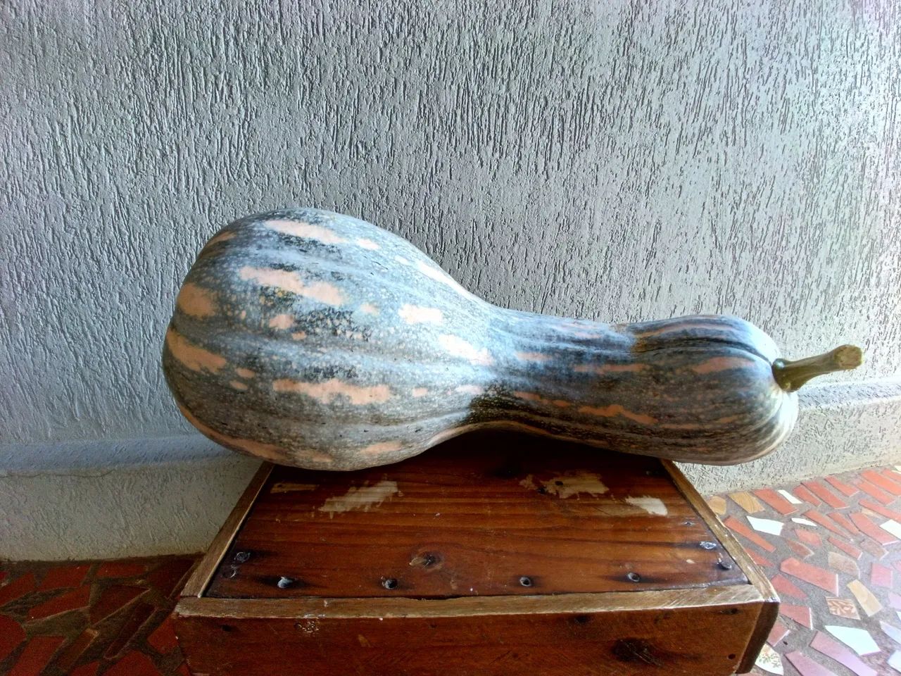 2 Abóboras Gigantes para Produção Rural - Foto 5