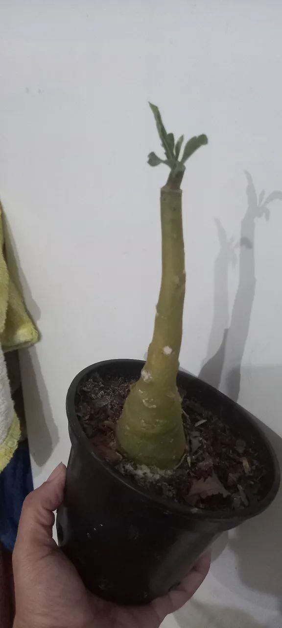 Rosa do deserto: mutante(envio pelo site) - Foto 6