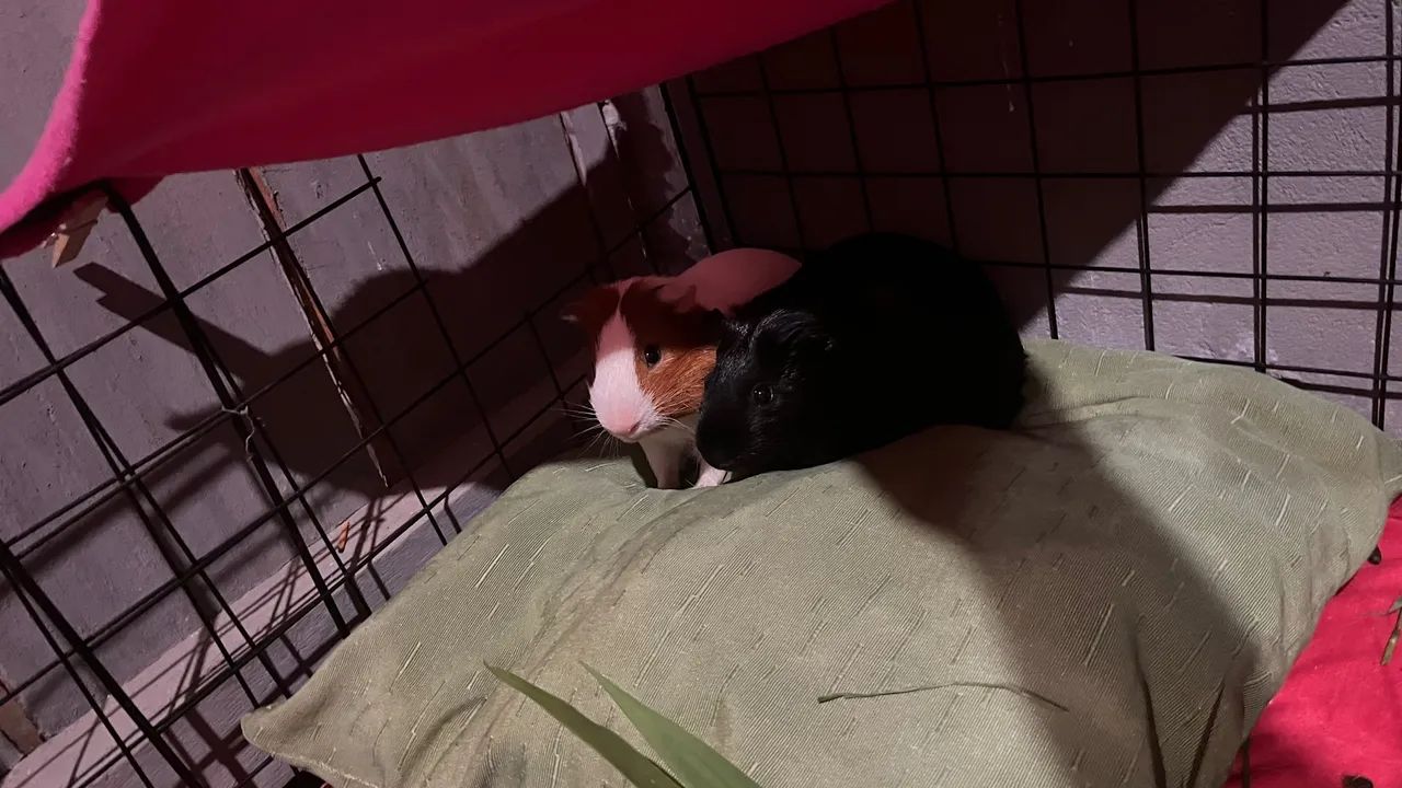 Casal de porquinhos da índia  - Foto 2