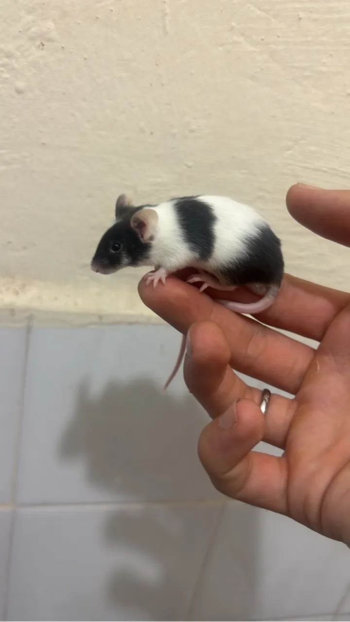 Camundongos 64319183119875121