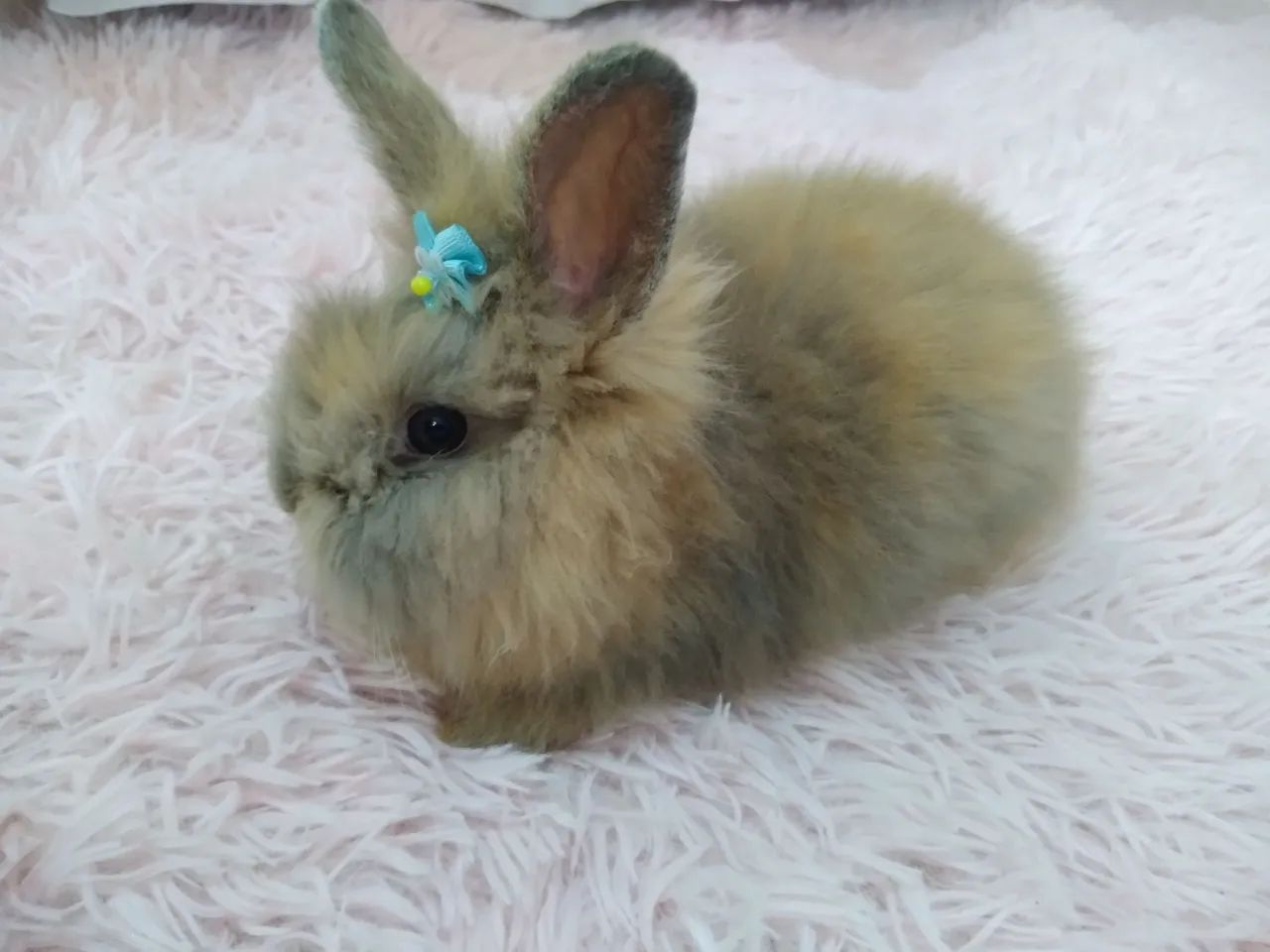 Coelhos Minis Teddy - Foto 2