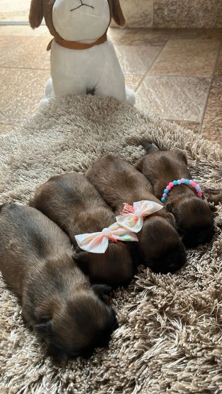 Filhotinho de shitzu disponível 3 femea s 1 machinho - Foto 2