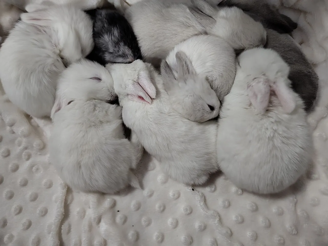 Coelhos holand lop