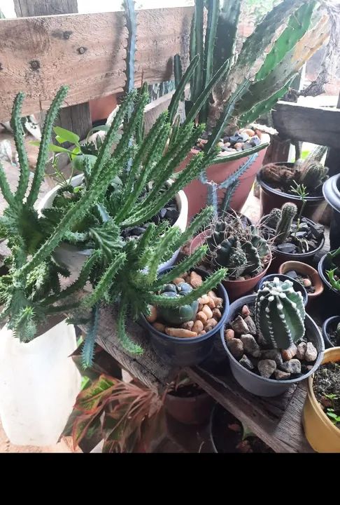 Plantas de Adenium obesum - Flores de Deserto - Foto 2