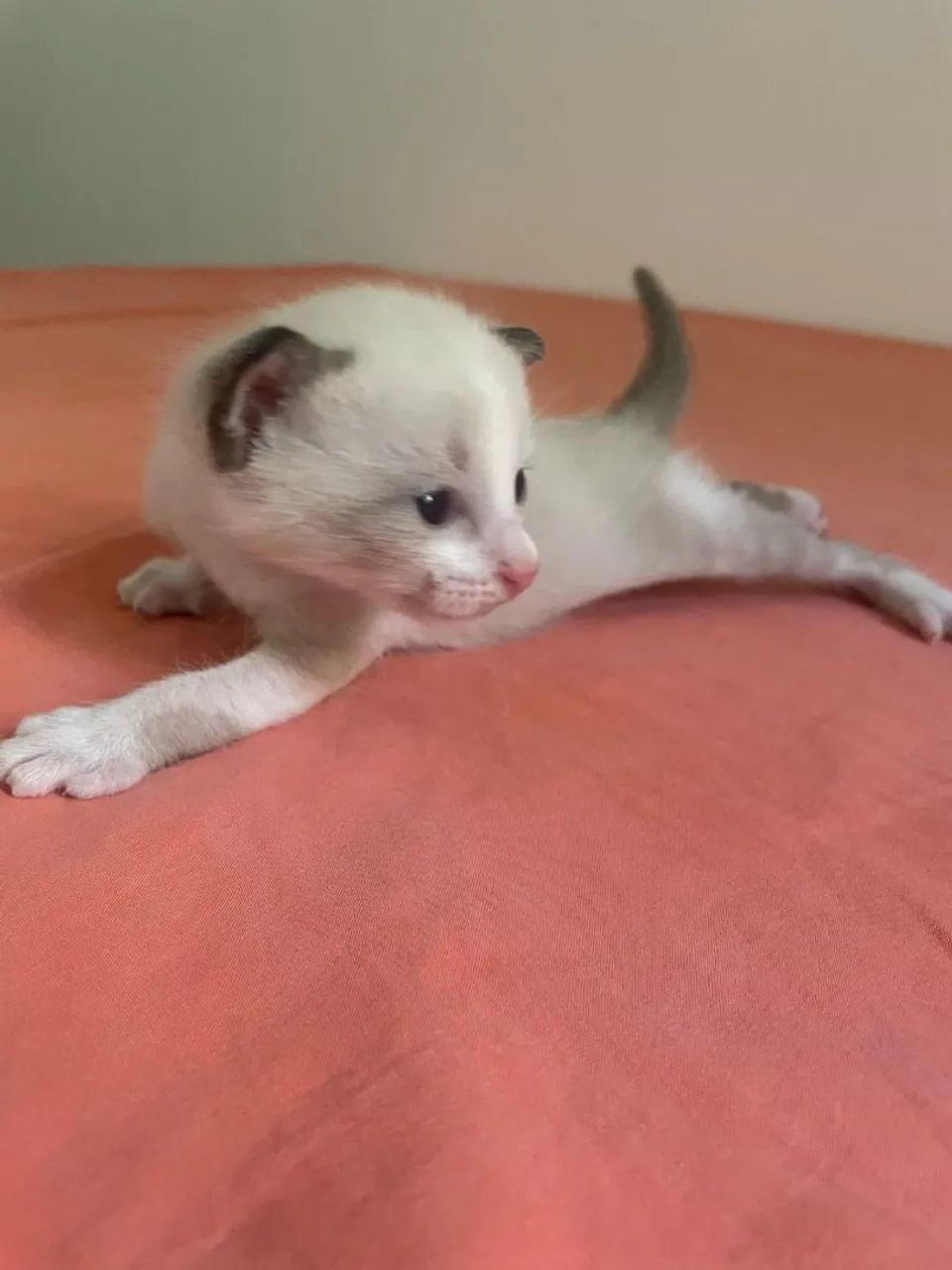 Gatinhos Siamês disponível para adoção