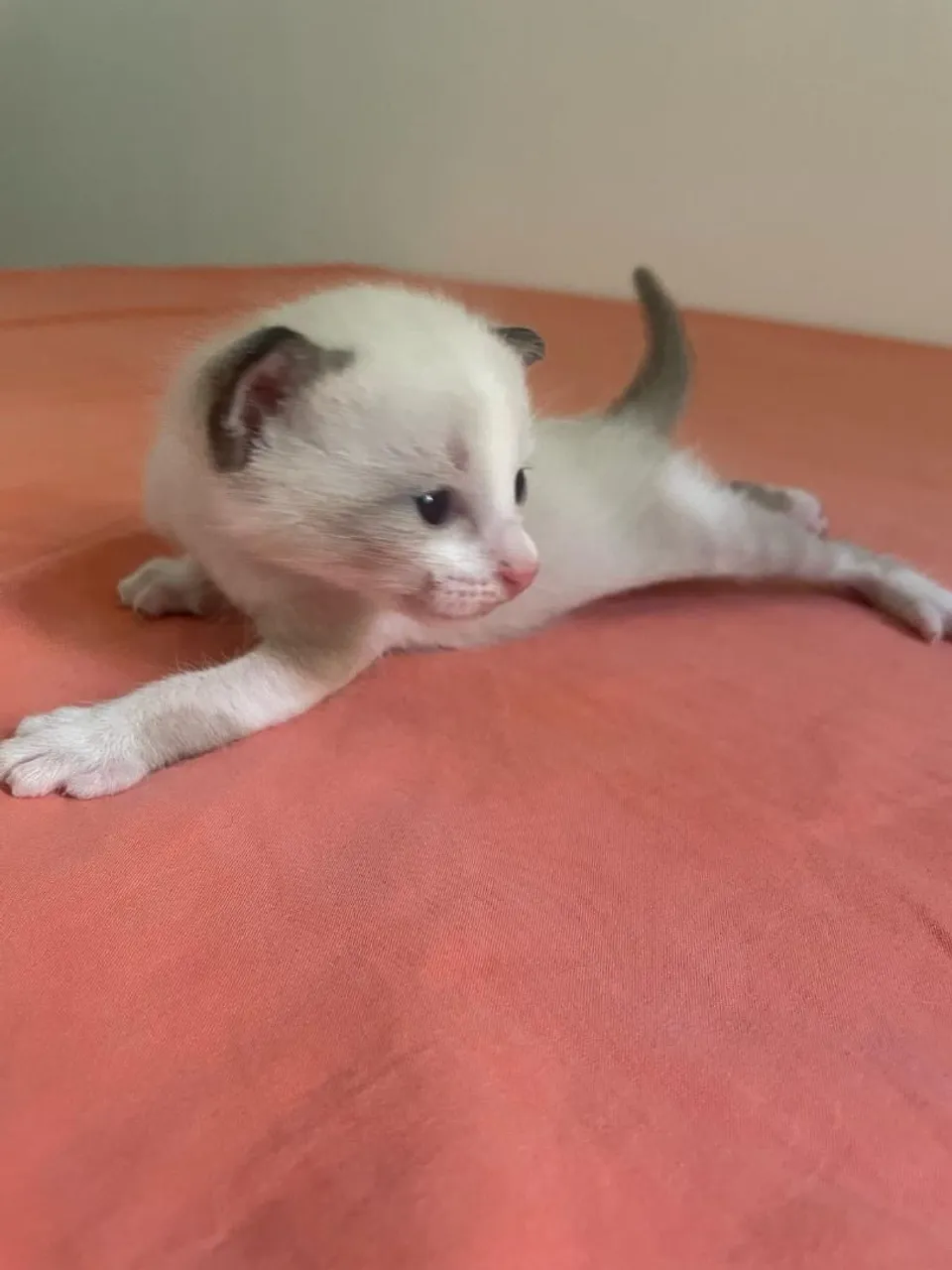Gatinhos Siamês disponível para adoção