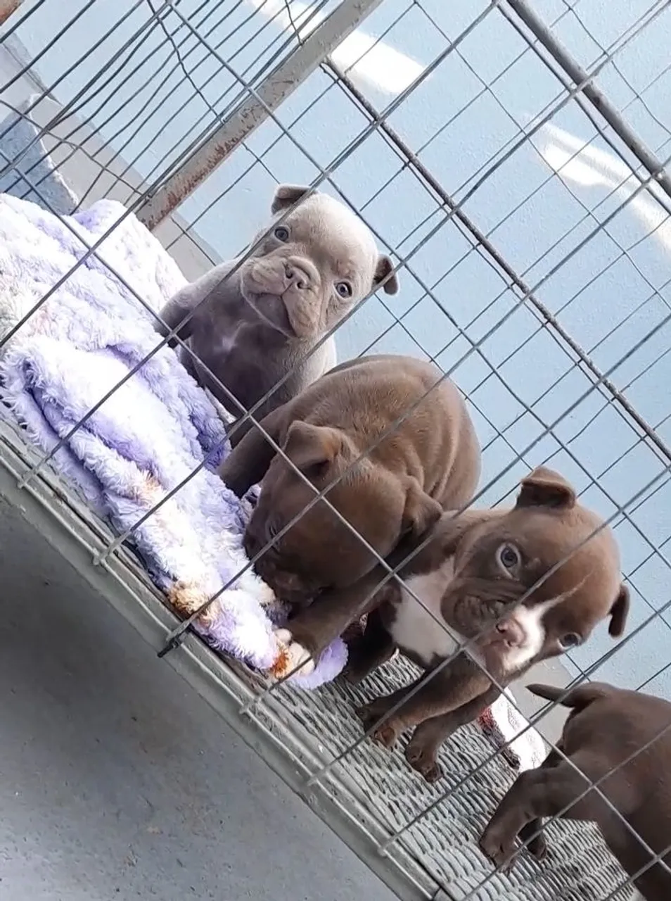 American bully macho e fêmea