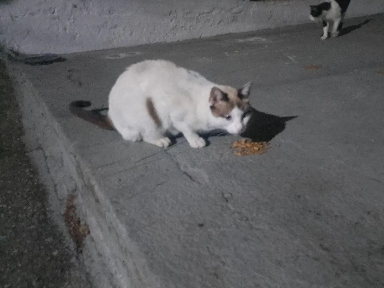 Doação gata castrada sem dono - Foto 2