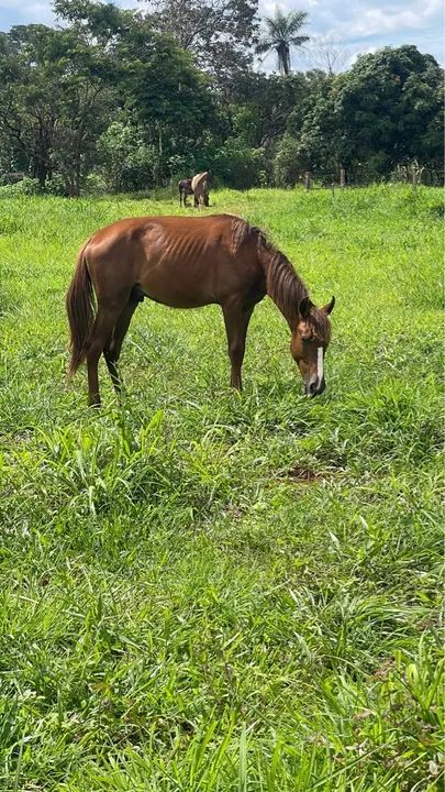 Potro mangalarga machador registrado - Foto 6