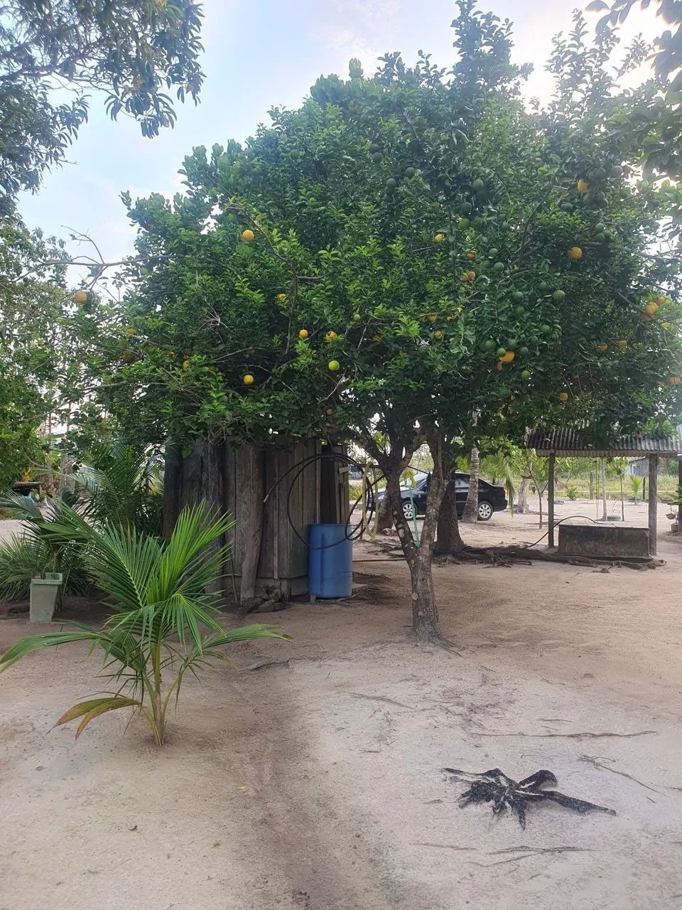 Vendo ou troca lote com 60 hectares na 432 a 18 km da vila Novo Paraíso(500).  - Foto 3