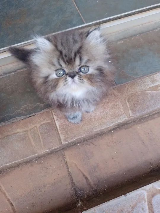 Gatinho persa disponívvendel pra reserva 