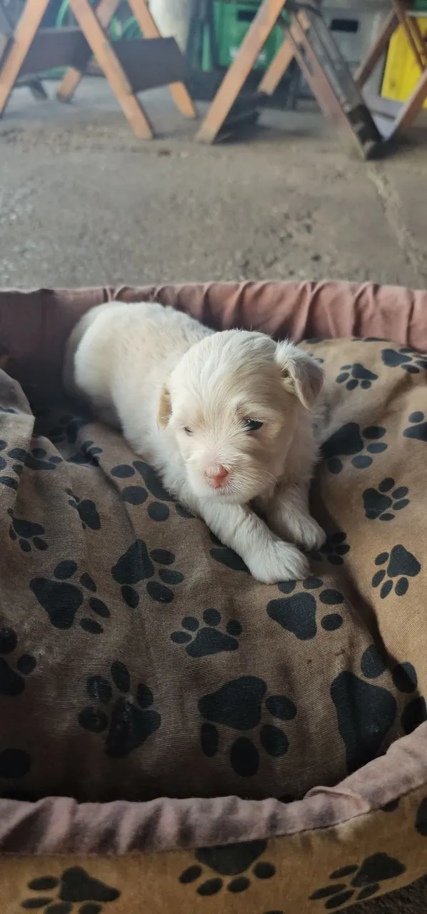 Filhote de Poodle com Shih Tzu