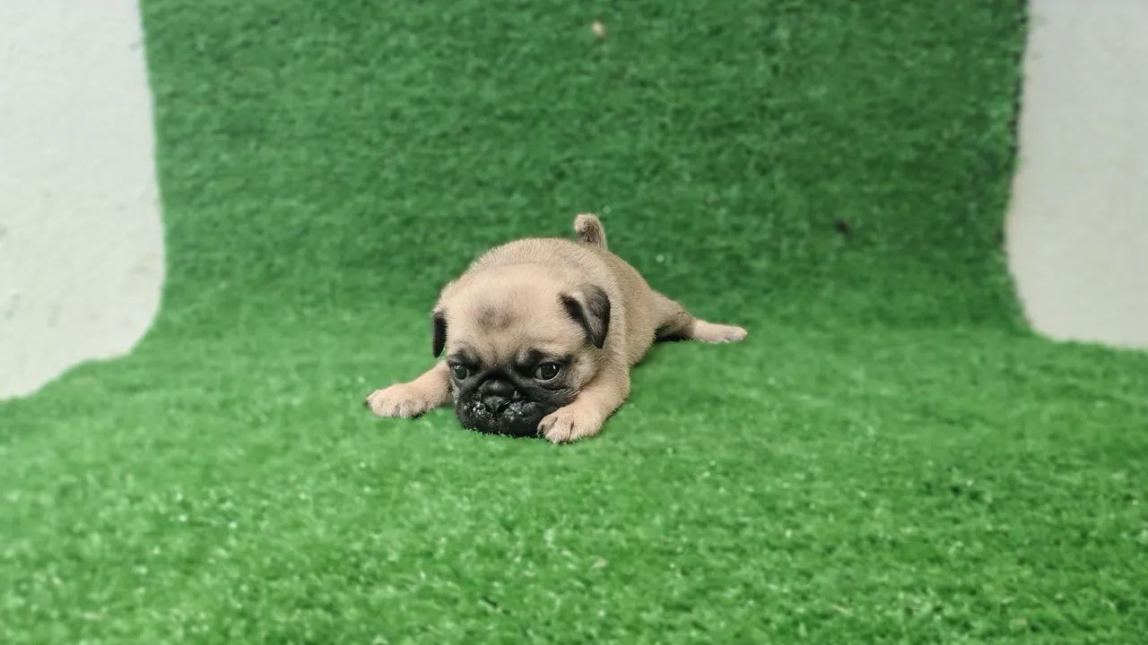 Lindos filhotes de Pug  - Foto 5