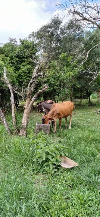 Novilha mansa - Foto 5