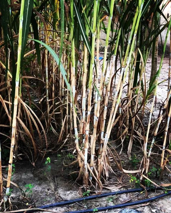 Mudas BRS CAPIAÇU  - Foto 6