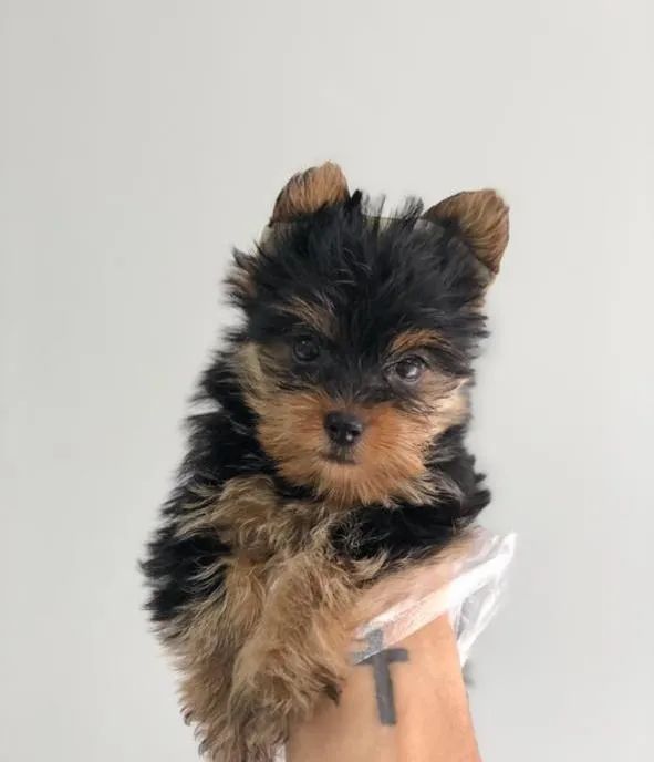 Yorkshire Terrier micros e padrão, com seguro pela porto seguro 