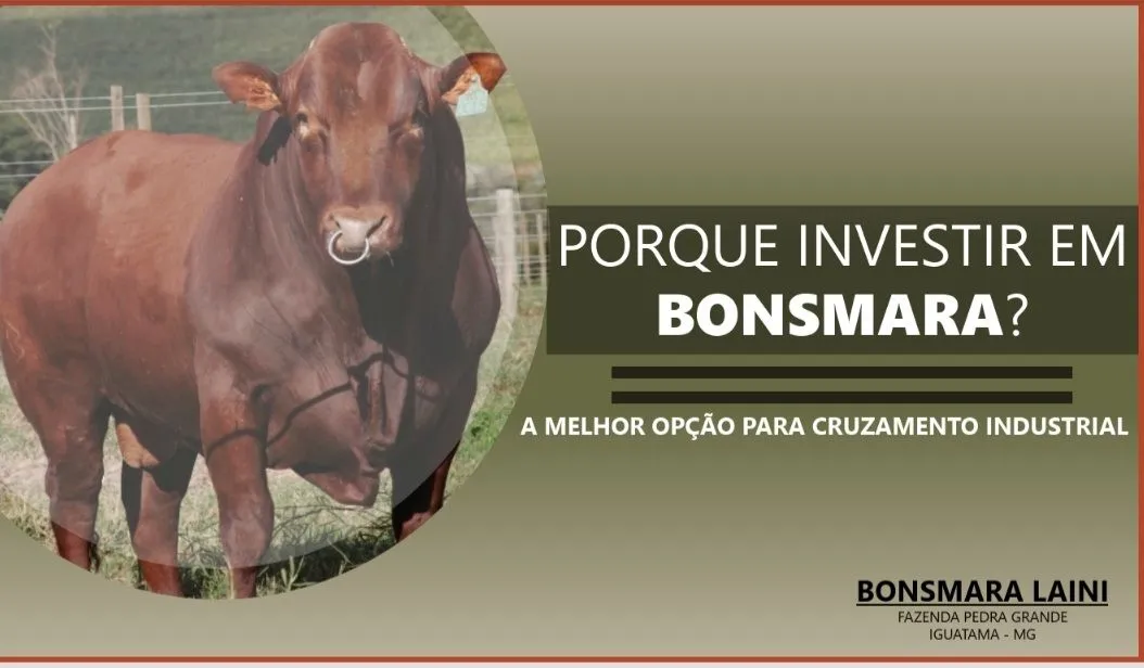 Touros Bonsmara: A melhor opção para cruzamento industrial