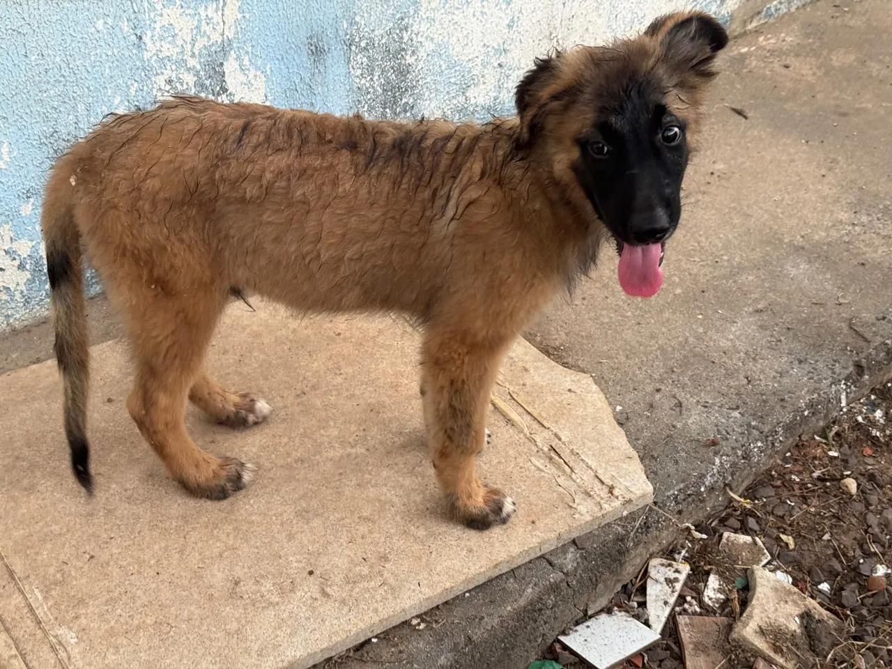 Filhotes macho pastor malinois malinoa