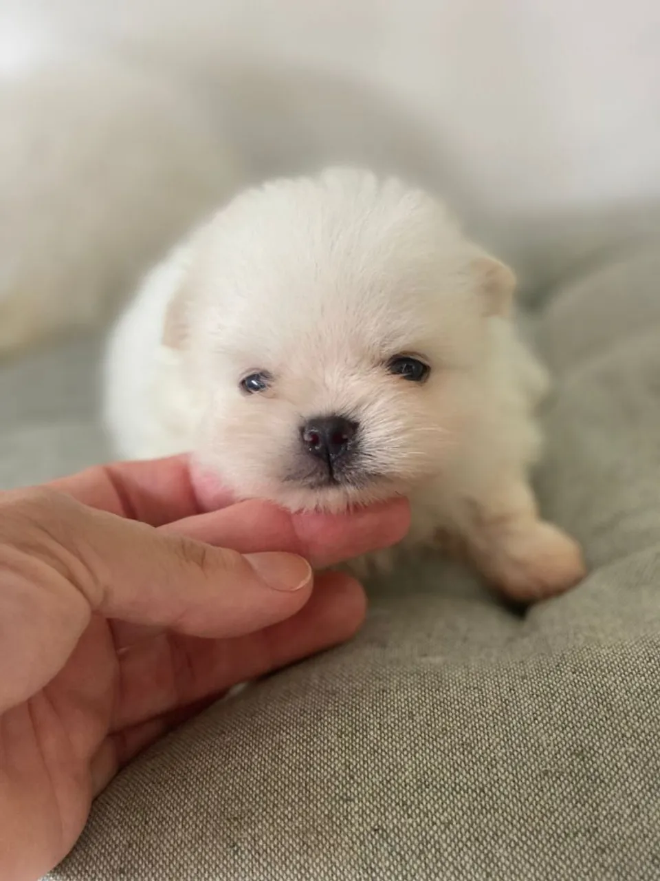 Maravilhosos spitz branquinhos  feito  algodão. 