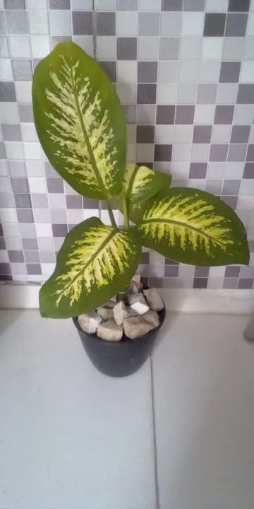 Planta Comigo Ninguem Pode ( Entrega Grátis) - Foto 2