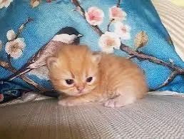 Persa fêmea dourada charme todo 