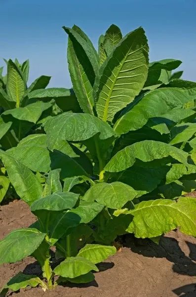 600 Sementes Frescas De Tabaco (fumo) Nicotiana Tabacum - Foto 4