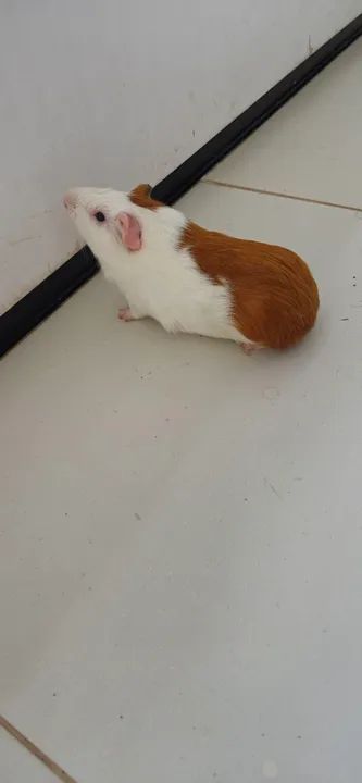 Porquinho da Índia com Gaiola - Foto 2