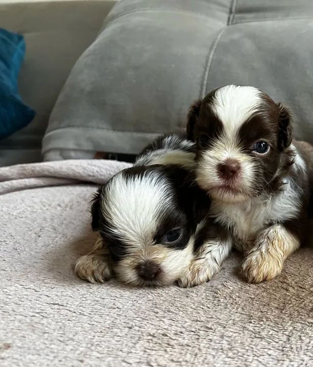  filhotes Shih Tzu - Foto 6