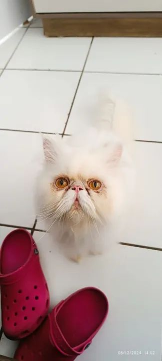 GATO Persa Branco  MACHO