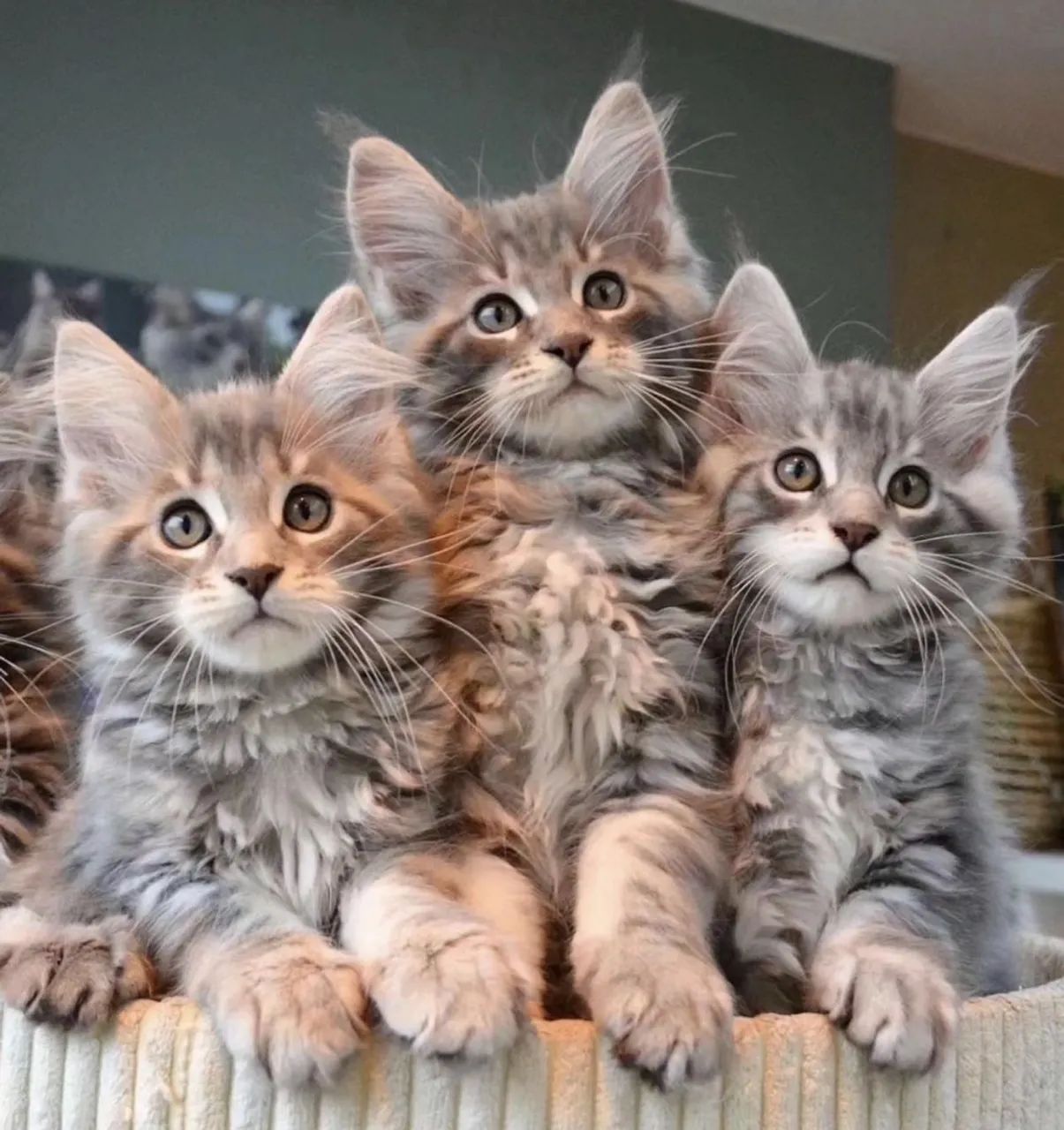 Gato Maine Coon - Gigante Gentil e Cheio de Carinho - Foto 2