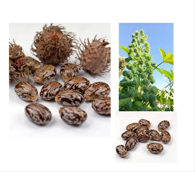 Sementes de rícino para produção rural