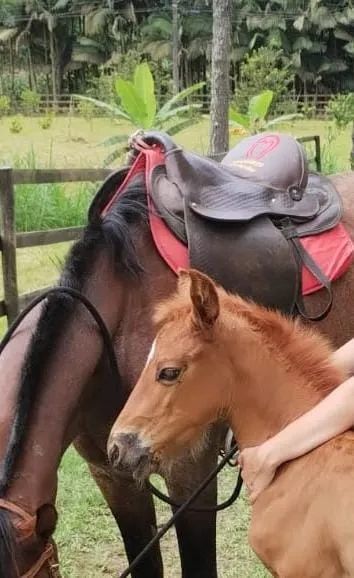 Sela australiana  - Foto 2