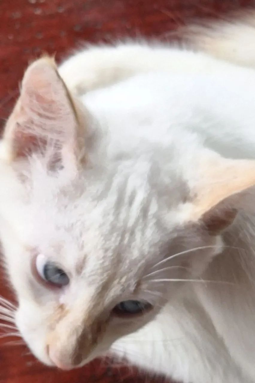 Gato macho branco lindo - Foto 5