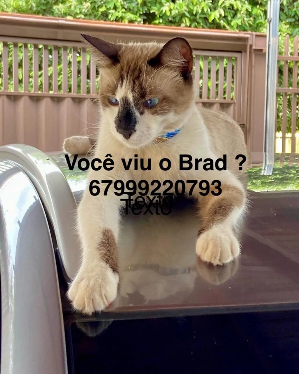 Gato perdido - Ajude a encontrar o Brad!