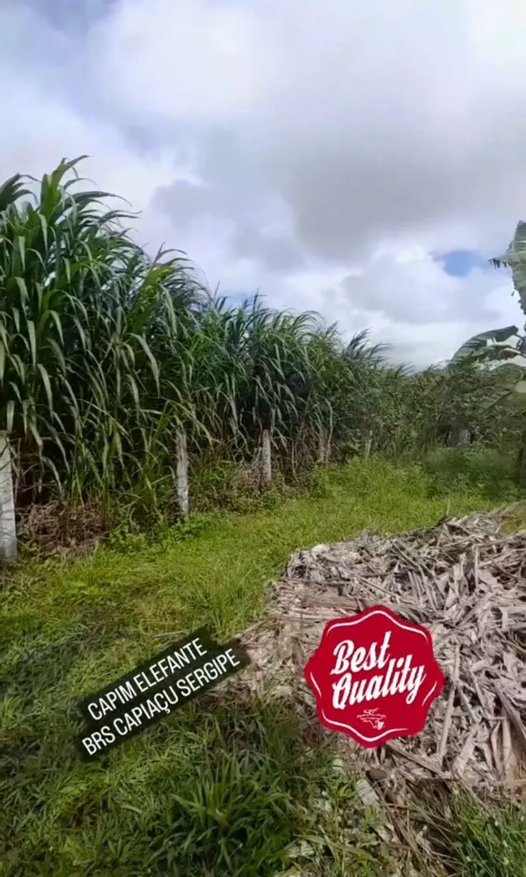 Capim Elefante BRS Capiaçu a VENDA - Foto 2