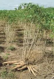 mudas da mandioca cacau branca  - Foto 6