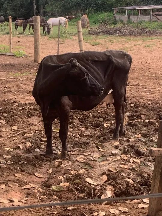 Vendo 6 vacas para engorda ou cria - Foto 4