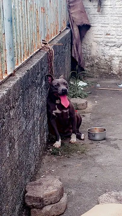 Estou vendendo cães por motivos de viagem 