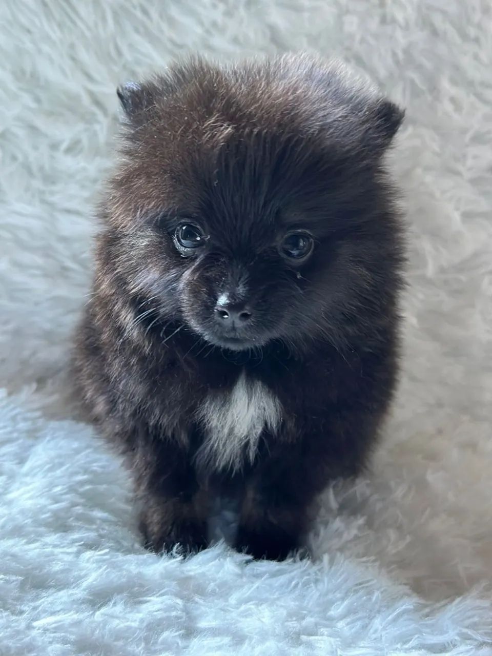 Lulu macho black anão  - Foto 4