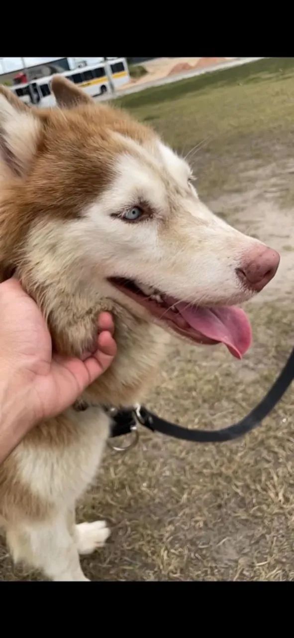 Husky Siberiano Fêmea - Foto 2